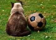 九游游戏-皇马力克本菲卡，卡瓦尼扑点救主亚洲杯